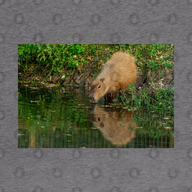 Capybara Reflections by dalyndigaital2@gmail.com